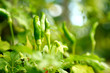 From chili From chili
