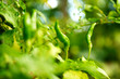 From chili From chili