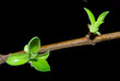 Branch