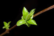 branch plant