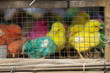 Coloured Chicks Coloured Chicks