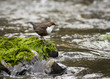 Dipper (Cinclus cinclus) Dipper (Cinclus cinclus)