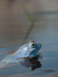 Moorfrosch