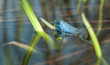 Moorfrosch