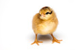 Yellow chick