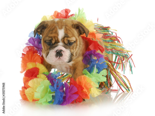 Photo: puppy hula dancer puppy hula dancer