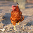 Walking Hen Walking Hen