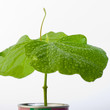 Petit plante verte en pot Petit plante verte en pot