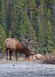 Elks in love