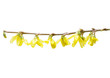 forsythie
