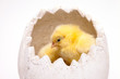 Yellow chick