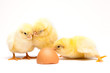 Yellow chick