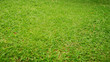green grass
