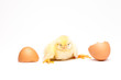 Yellow chick