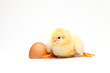 Yellow chick