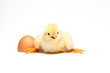 Yellow chick