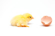 Yellow chick
