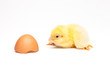 Yellow chick
