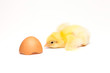 Yellow chick