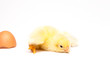 Yellow chick