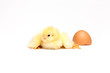 Yellow chick