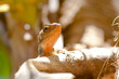 Lézard à l'île Maurice