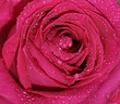 Macro image of  rose with water droplets
