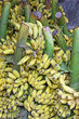 régimes de bananes régimes de bananes