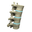 Vertebrae