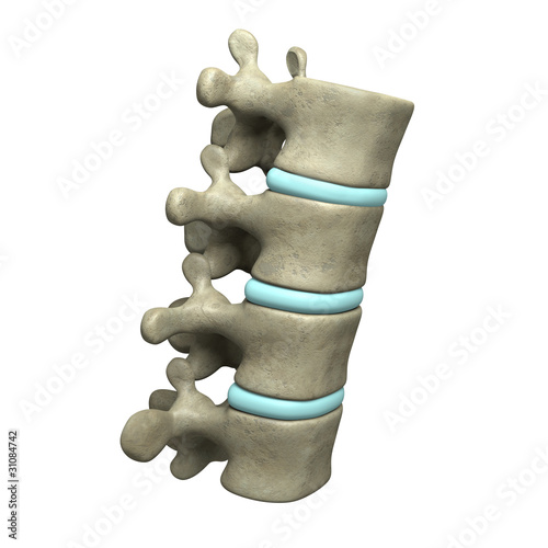 Illustration: Vertebrae Vertebrae