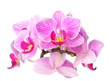 Foto: orchid on white orchid on white