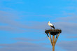 White Stork