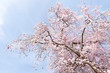 Kirschblüte