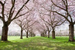 Allee