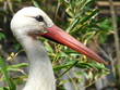 cigogne portrait