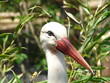 cigogne portrait 2
