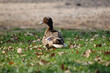 canne se promenant sur herbe canne se promenant sur herbe