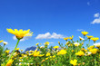Blumenwiese