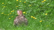 Startled Rabbit