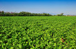 Large bean plantation