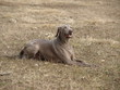 Unser Weimaraner