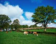 Hereford Bullocks, Ireland