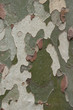Camouflage pattern like Platanus (sycamore) tree bark