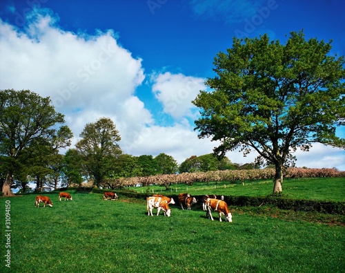Photo: Hereford Bullocks, Ireland Hereford Bullocks, Ireland