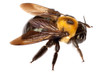 isolated bee isolated bee