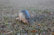 Photo: armadillo armadillo