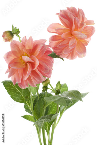 Photo: dahlia dahlia