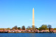 Washington monument and cherry blossom Washington monument and cherry blossom