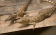 two crocodiles