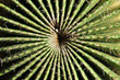 cactus plant